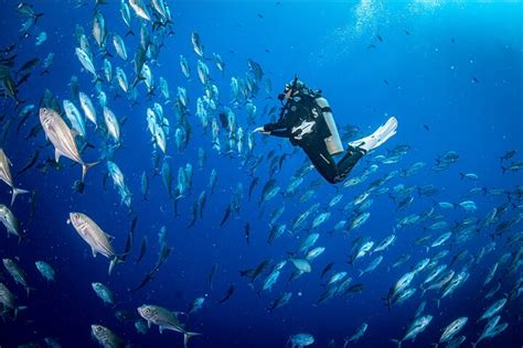 KIMOS ALOHA DIVE (2026) All You Need to Know BEFORE Going (with Photos)