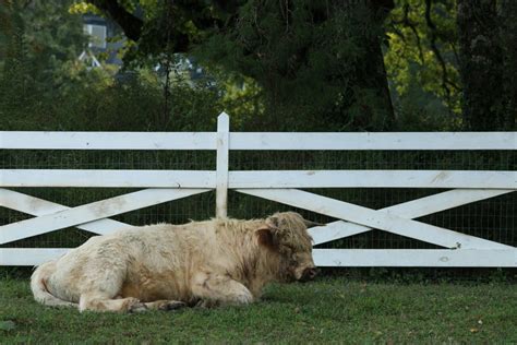 Farm Shop Program 的图像结果