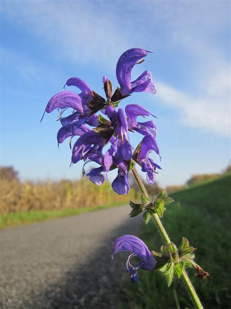 Meadow Sage Plant