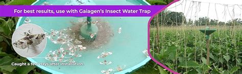 GAIAGEN Lucin® Lure Combo Pack - Pheromone Lure for Brinjal Fruit ...