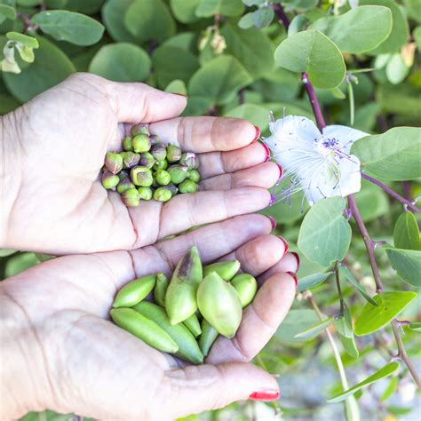 Caper Bush | Culinary Caper Berry Bush | Capparis Spinosa Plants – Easy To Grow Bulbs