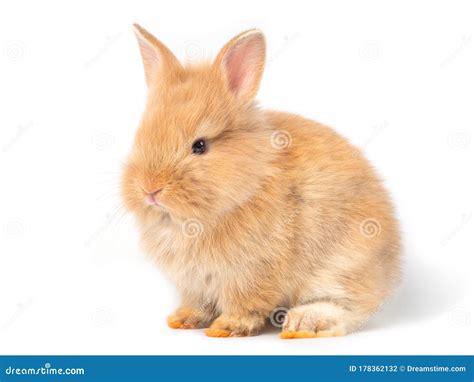 Adorable Baby Brown Rabbits Isolated on White Background. Stock Photo ...
