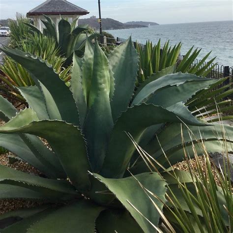 Amazon.com : CHUXAY GARDEN Agave Salmiana,Agave Ferox Seed,Maguey ...