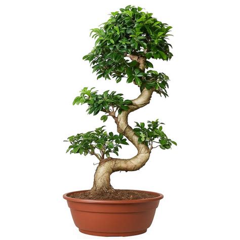 How to Make and Care Schefflera Bonsai – Abana Homes