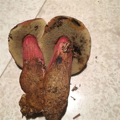 Xerocomellus atropurpureus | ShroomID