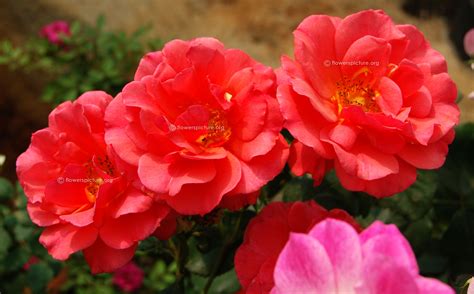 Salmon Roses-Top 25 beautiful varieties