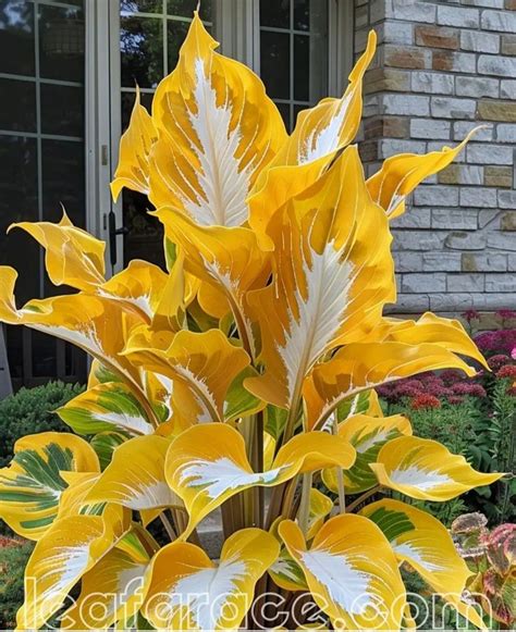 Yellow and White Flowers in Front of a Brick Building