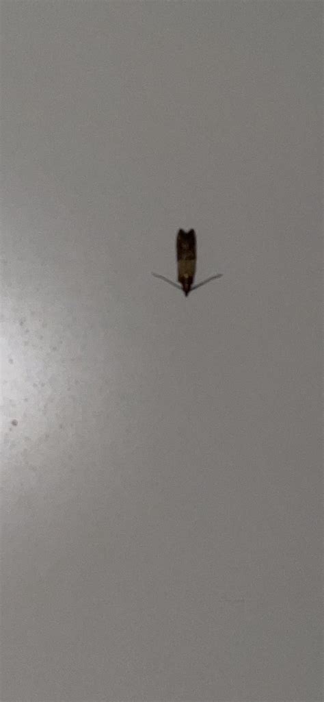 Image result for One-Drop Flying Creatures