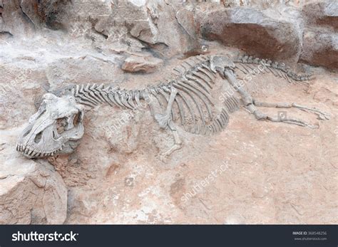 Pin by Lauren on IDLEWILD Mood Board | Dinosaur fossils, Dinosaur skeleton, Dinosaur