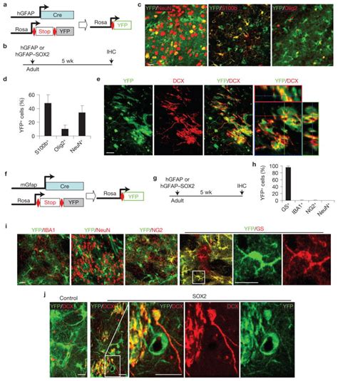 Image result for Astrocyte Neuron Reprogramming