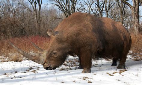Woolly Rhinoceros Animal Facts - †Coelodonta antiquitatis - A-Z Animals
