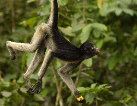 The White-Bellied Spider Monkey: A Guardian of the Amazon Rainforest