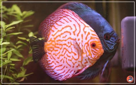 Image result for Discus Fish for Beginners