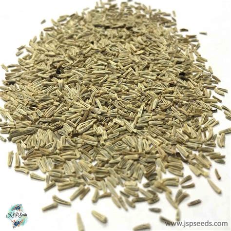 300 African Daisy Flower Seeds (Flower Plants) – JSPSeeds