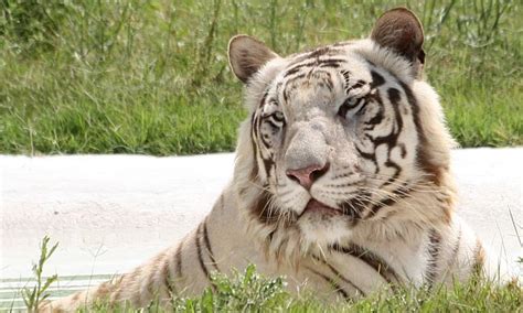 Travelogue of our roadtrip from Delhi to Patiala and Chhatbir zoo near ...