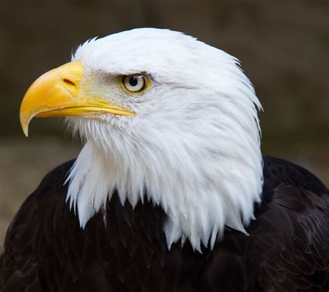 Bald Eagle in mid-air flight… | PRINCE GEORGE