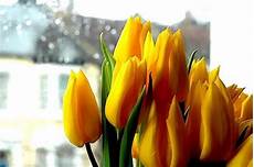 significato fiori tulipani significato dei fiori tulipano significato fiori i significato fiori tulipani significato dei fiori tulipano significato fiori i