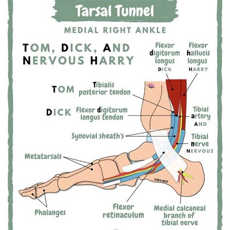 Pin by Meghan on PT Stuff | Basic anatomy and physiology, Human anatomy and physiology, Physical ...