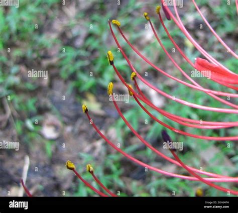 red spider lily (Lycoris radiata) Plantae Stock Photo - Alamy