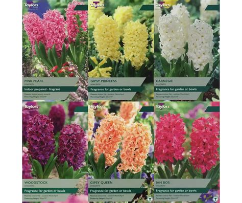 Spring Bulb Planting Guide 的图像结果