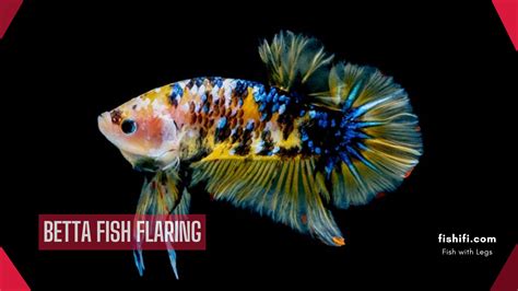 Betta Fish Flaring:Is It a Cause for Concern? - fishifi.com