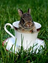 Image result for Tea Cup Bunny Toys 90s Pink