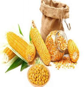 ASMPP Exim - Dried Yellow Corn Maize Supplier from Guwahati