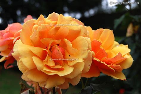 Ooty Flower Show 2017 Photos