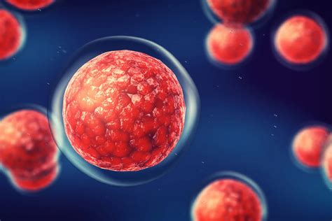 Cellular Aging 的图像结果