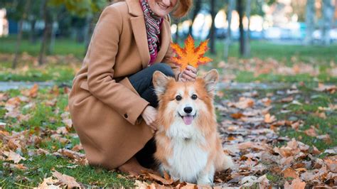 7 Most Funniest Dog Breeds That Will Keep You Laughing - Tededer.com