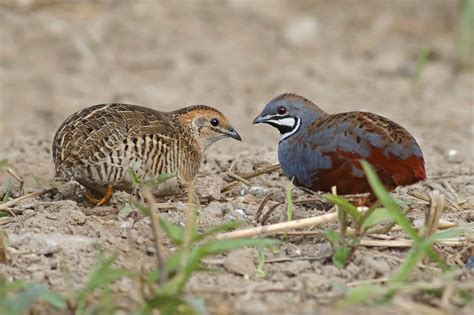 Quail Breeding Season at Archie Cowley blog