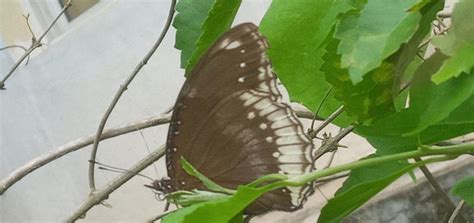 Hypolimnas bolina jacintha | Butterfly