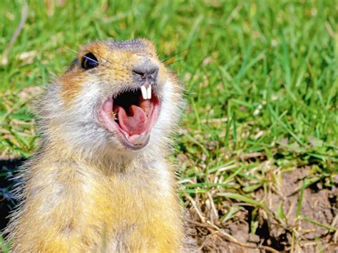 Image result for Gopher Types