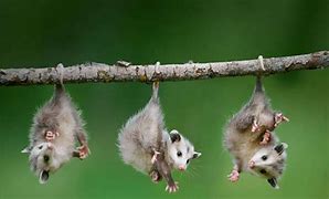 Image result for Baby Animals Wallpaper