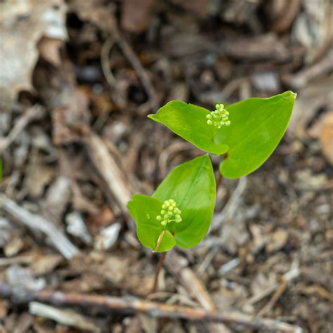 Maianthemum canadense – Native Gardens of Blue Hill