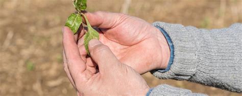 Neonicotinoide: Alarm vor der Abstimmung! | agrarheute.com