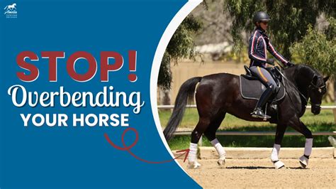 Image result for USDF 1st Level Test 3