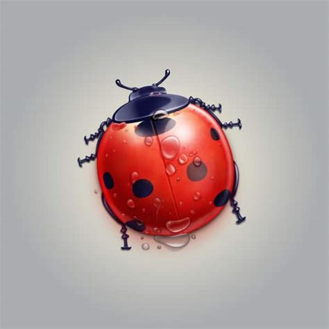 Image result for Ladybug Realistic