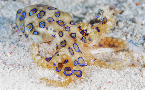 如果被蓝环章鱼咬了该怎么办？蓝环章鱼是最毒的生物之一_蓝环_生物