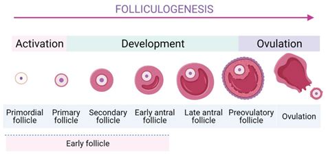 In Vitro Activation Early Follicles: From the Basic Science to the ...