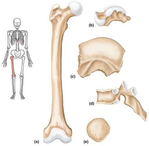 Image result for Human Bones Classification and Exaplain There Functions