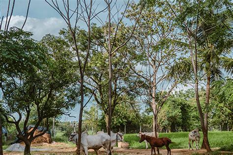 Farm Stay | A Farm Concept Resort