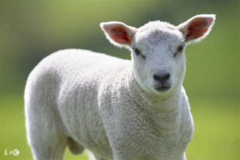 今天属羊的偏财运怎么样67年,67年1月11日是属马还是属羊？_2345实用查询