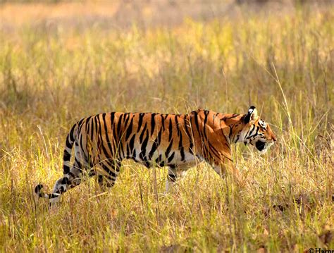 #1 Best Tiger Safari in Kanha | Kanha Tiger Safari Guide 2020