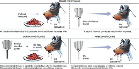 Image result for Classical Conditioning Explained