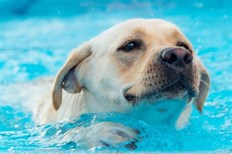 Do Dogs Open Their Eyes Underwater? - We Love Doodles