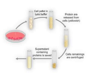 Image result for Protein Extraction Process