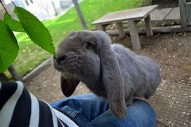 Image result for Super Cute Lop Bunny