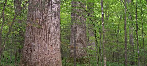 Image result for Trees Pulp