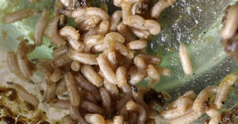 Maggot Lifespan: How Long Do Maggots Live? - A-Z Animals